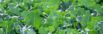 Expansive field of vibrant green broccoli plants thriving under daylight.
