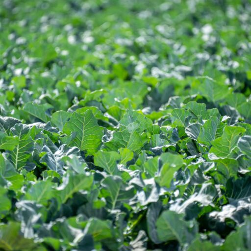 Expansive field of vibrant green broccoli plants thriving under daylight.