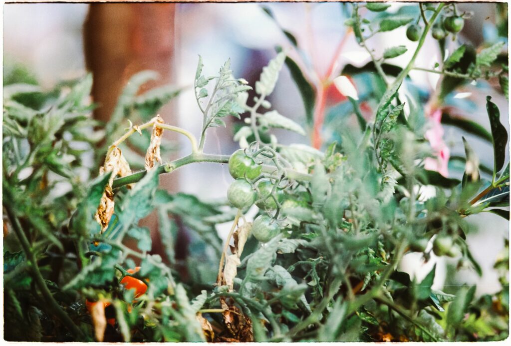 plantes