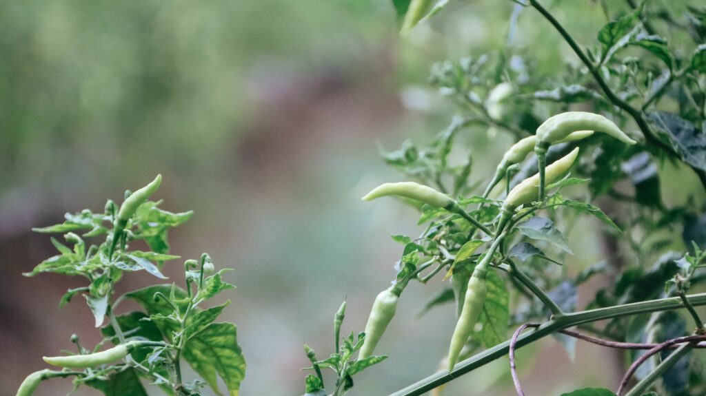 plantes